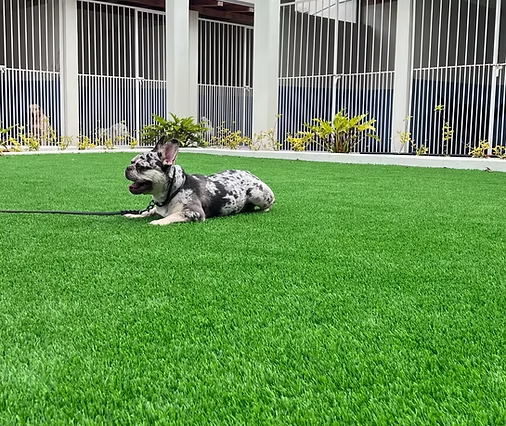 HomeDog