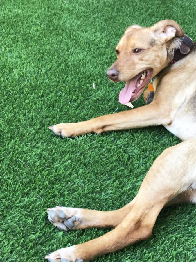DreamPaws_1_Pasto Tijuana