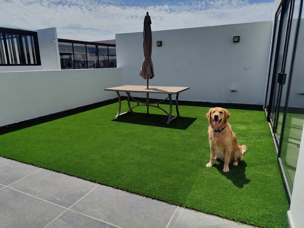 mascota2
